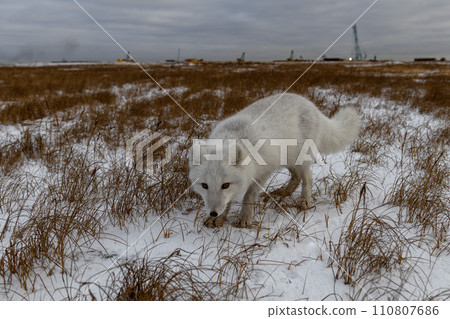 Arctic fox in winter time in Siberian tundra Arctic fox in winter time in Siberian tundra 110807686