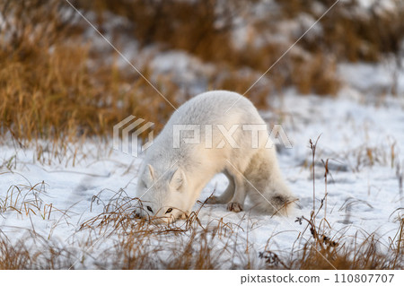 Arctic fox in winter time in Siberian tundra 110807707
