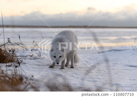 Arctic fox in winter time in Siberian tundra Arctic fox in winter time in Siberian tundra 110807710