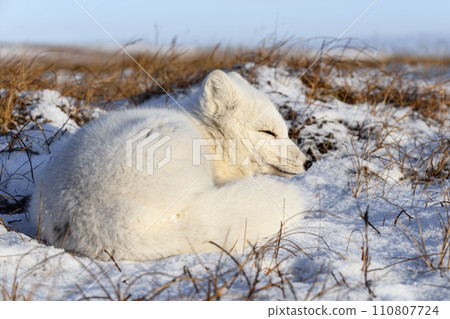 Arctic fox (Vulpes Lagopus) in wilde tundra. Arctic fox lying. Sleeping in tundra. 110807724