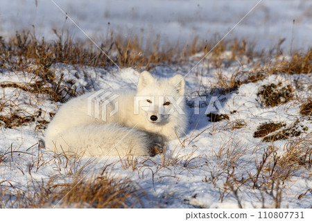 Arctic fox (Vulpes Lagopus) in wilde tundra. Arctic fox lying. Sleeping in tundra. 110807731