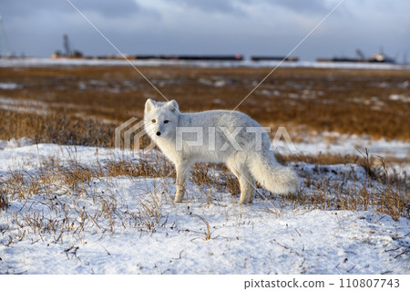 Arctic fox in winter time in Siberian tundra Arctic fox in winter time in Siberian tundra 110807743