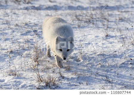Arctic fox in winter time in Siberian tundra 110807744
