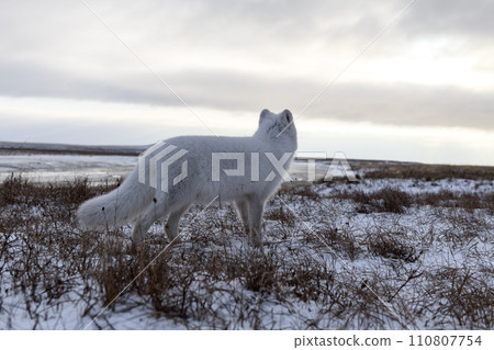 Arctic fox in winter time in Siberian tundra Arctic fox in winter time in Siberian tundra 110807754