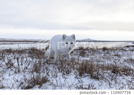 Arctic fox in winter time in Siberian tundra 110807756