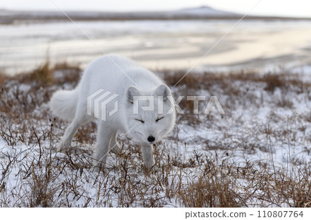 Arctic fox in winter time in Siberian tundra 110807764