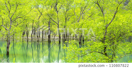 A blue pond surrounded by fresh greenery 110807822