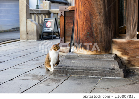 A cat staring at you in the back alley 110807833