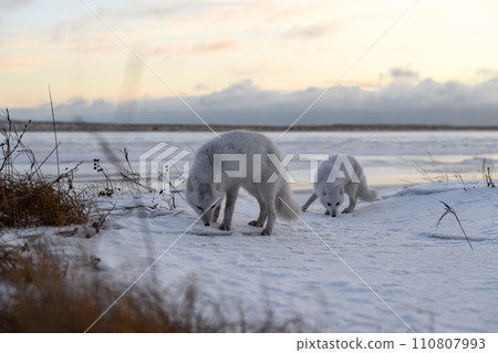 Two arctic foxes (Vulpes Lagopus) in wilde tundra. Arctic fox on the beach. Two arctic foxes (Vulpes Lagopus) in wilde tundra. Arctic fox on the beach. 110807993