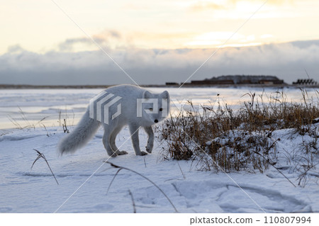 Arctic fox in winter time in Siberian tundra Arctic fox in winter time in Siberian tundra 110807994