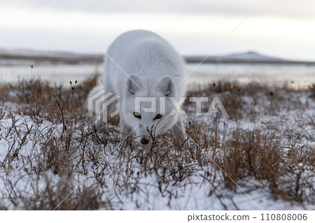 Arctic fox in winter time in Siberian tundra 110808006
