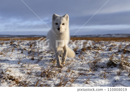 Arctic fox in winter time in Siberian tundra 110808019