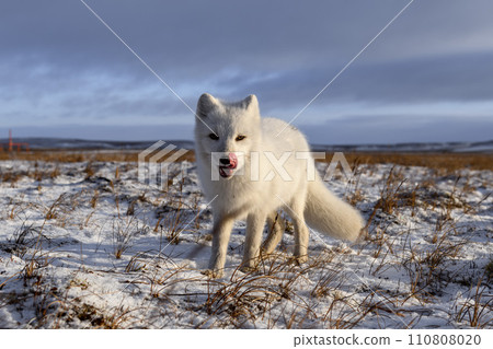 Arctic fox in winter time in Siberian tundra 110808020
