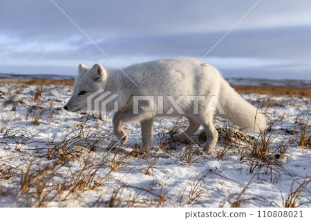 Arctic fox in winter time in Siberian tundra 110808021