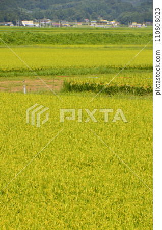 稻田（宮城縣卡塔郡遠田盆地/藏王町） 110808023