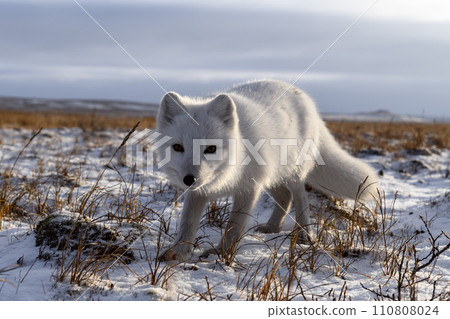 Arctic fox in winter time in Siberian tundra Arctic fox in winter time in Siberian tundra 110808024