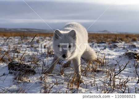 Arctic fox in winter time in Siberian tundra Arctic fox in winter time in Siberian tundra 110808025