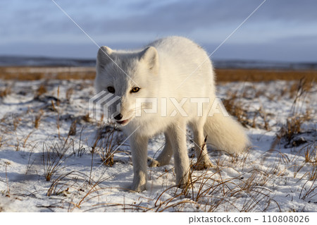 Arctic fox in winter time in Siberian tundra 110808026