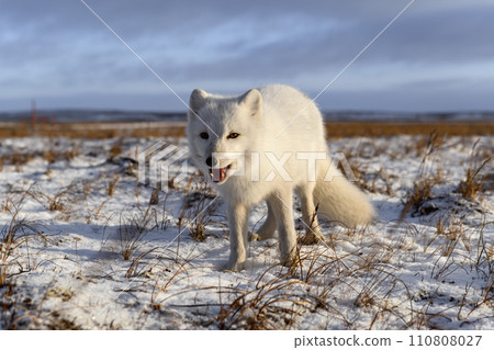 Arctic fox in winter time in Siberian tundra 110808027