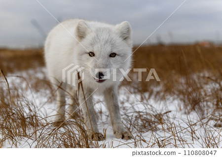Arctic fox in winter time in Siberian tundra Arctic fox in winter time in Siberian tundra 110808047