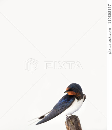 Swallows stop on trees Swallows stop on trees 110808157