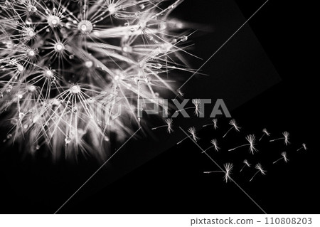 Macro dandelion air cloud, like the aerial webs of a dandelion web, on the black background Macro dandelion air cloud, like the aerial webs of a dandelion web, on the black background 110808203