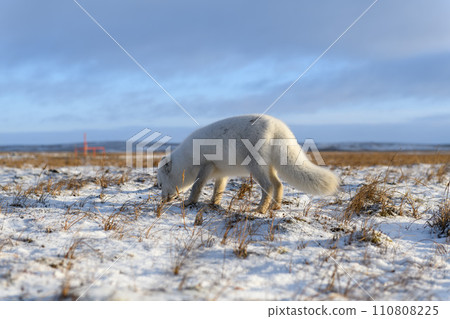 Arctic fox (Vulpes Lagopus) in winter time in Siberian tundra 110808225