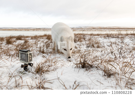 Arctic fox (Vulpes Lagopus) in winter time in Siberian tundra and action camera 110808228