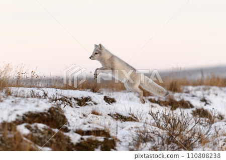 Arctic fox (Vulpes Lagopus) in winter time in Siberian tundra Arctic fox (Vulpes Lagopus) in winter time in Siberian tundra 110808238
