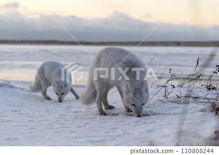 Two arctic foxes (Vulpes Lagopus) in wilde tundra. Arctic fox on the beach. 110808244