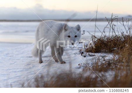 Arctic fox (Vulpes Lagopus) in winter time in Siberian tundra 110808245