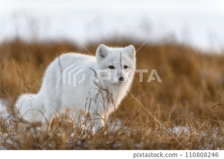 Arctic fox (Vulpes Lagopus) in winter time in Siberian tundra 110808246