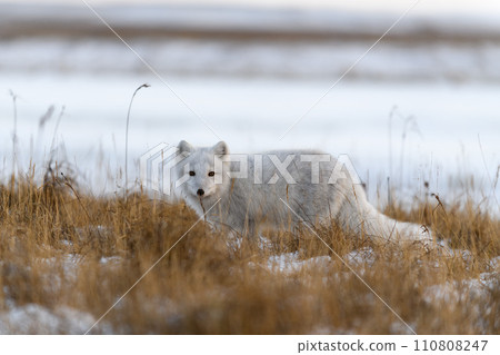 Arctic fox (Vulpes Lagopus) in winter time in Siberian tundra 110808247