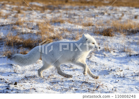 Arctic fox in winter time in Siberian tundra 110808248