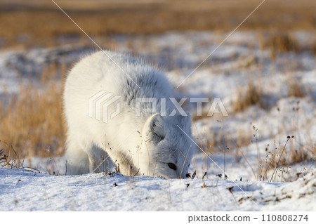 Arctic fox (Vulpes Lagopus) in wilde tundra. Arctic fox on the beach. Arctic fox (Vulpes Lagopus) in wilde tundra. Arctic fox on the beach. 110808274