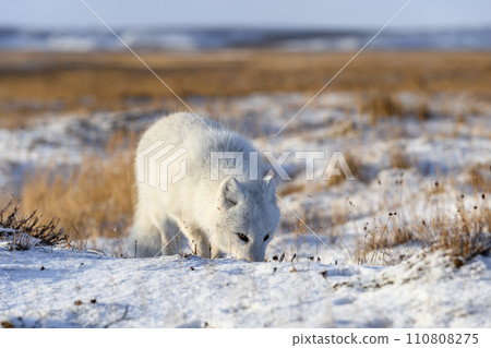 Arctic fox (Vulpes Lagopus) in wilde tundra. Arctic fox on the beach. 110808275