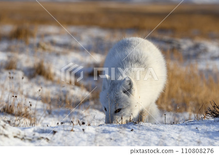 Arctic fox (Vulpes Lagopus) in wilde tundra. Arctic fox on the beach. 110808276