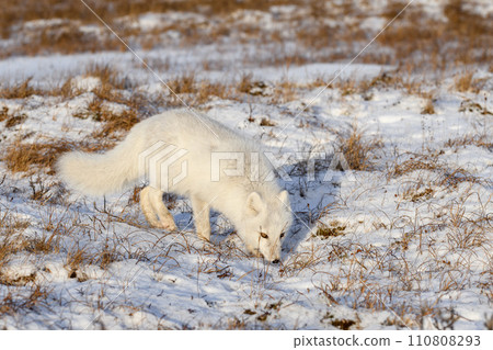 Arctic fox (Vulpes Lagopus) in winter time in Siberian tundra 110808293