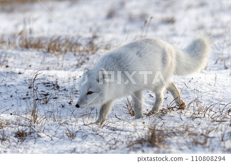 Arctic fox (Vulpes Lagopus) in winter time in Siberian tundra 110808294