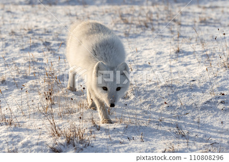 Arctic fox (Vulpes Lagopus) in winter time in Siberian tundra Arctic fox (Vulpes Lagopus) in winter time in Siberian tundra 110808296