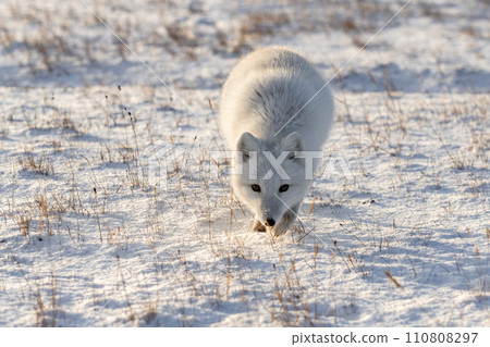 Arctic fox (Vulpes Lagopus) in winter time in Siberian tundra Arctic fox (Vulpes Lagopus) in winter time in Siberian tundra 110808297
