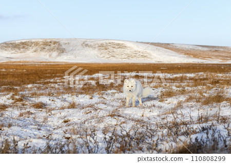 Arctic fox (Vulpes Lagopus) in winter time in Siberian tundra Arctic fox (Vulpes Lagopus) in winter time in Siberian tundra 110808299