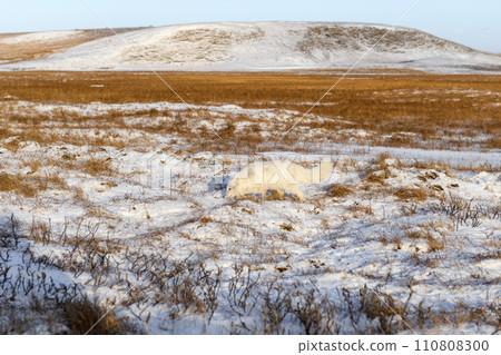 Arctic fox (Vulpes Lagopus) in winter time in Siberian tundra Arctic fox (Vulpes Lagopus) in winter time in Siberian tundra 110808300