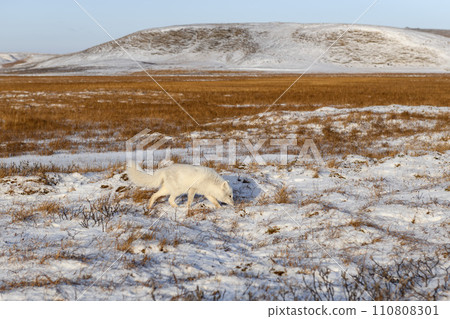 Arctic fox (Vulpes Lagopus) in winter time in Siberian tundra 110808301