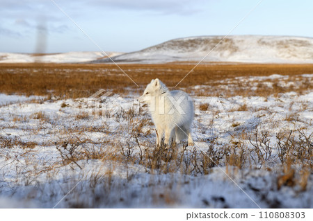 Arctic fox (Vulpes Lagopus) in winter time in Siberian tundra 110808303