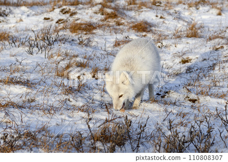 Arctic fox (Vulpes Lagopus) in winter time in Siberian tundra 110808307