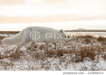 Arctic fox (Vulpes Lagopus) in winter time in Siberian tundra Arctic fox (Vulpes Lagopus) in winter time in Siberian tundra 110808313