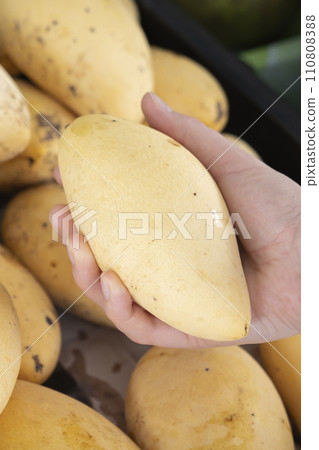 Yellow Thai mango in a woman's hand close-up. Exotic tropical fruits, their health benefits and prices. Life style Photo 110808388