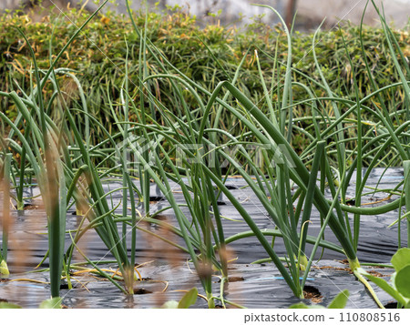 Onion vegetable field 110808516