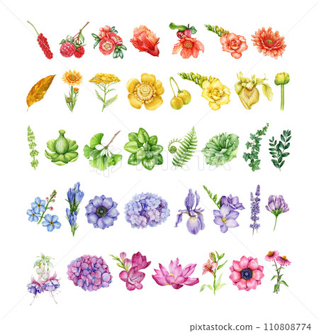 Garden flowers in rainbow colors set. Watercolor illustration. Hand drawn different garden flowers, herbs, greens in rainbow colors. Floral vintage style element set. White background Garden flowers in rainbow colors set. Watercolor illustration. Hand drawn different garden flowers, herbs, greens in rainbow colors. Floral vintage style element set. White background 110808774